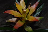 Colourfull bromelia