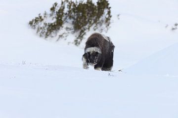 Muskusossenkalf in de winter in Dovrefjell-Sunndalsfjella Nationaal Park Noorwegen van Frank Fichtmüller