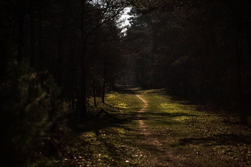 forest path