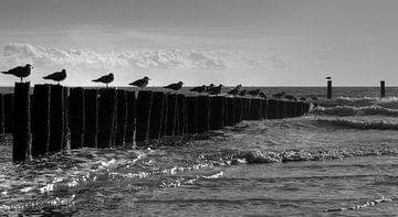 Breakwater in the sea by MSP Canvas