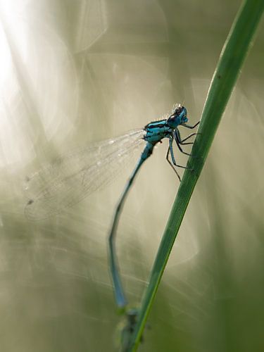 Waterjuffer in ochtendlicht