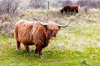 Scottish highlander in the dunes