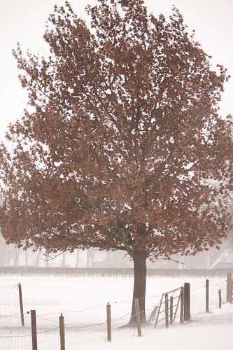 Baum im Schnee