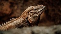 reptiel