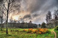 Monniken Bos Soest Amersfoort par Watze D. de Haan Aperçu