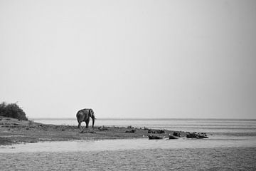 Ugandan elephant