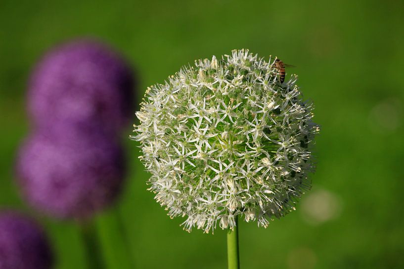 Alium von Thomas Jäger
