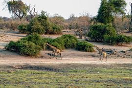 Giraffe auf der Suche nach zarten Blättern im Chobe-Nationalpark von Merijn Loch