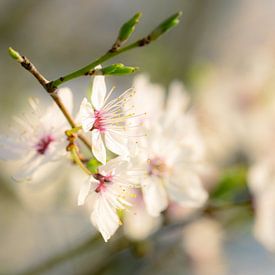 Licht van de Lente van Wolbert Erich