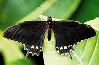 Vlinder von Marco de Waal Miniaturansicht