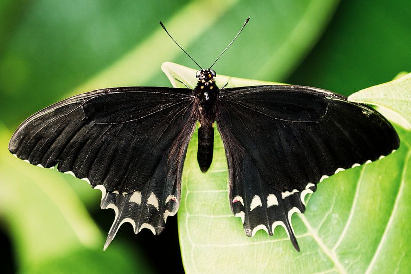 Vlinder von Marco de Waal