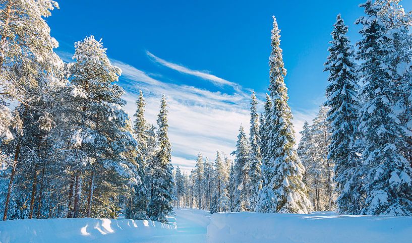 Weg durch den Schnee im Wald in Finnland von Rietje Bulthuis