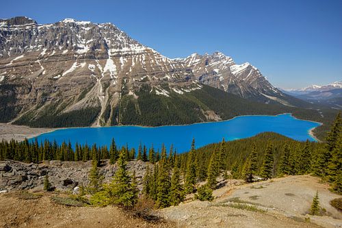 Peyto Lake in Canada