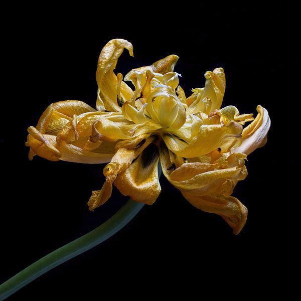 La tulipe en déclin II par Klaartje Majoor