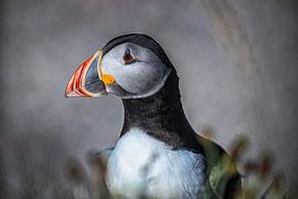 Puffin, parrot bird, east coast Scotland by Winne Köhn