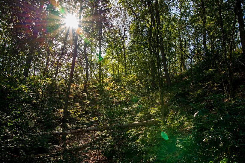 La lumière du soleil traverse la cime des arbres par Annemarie Goudswaard