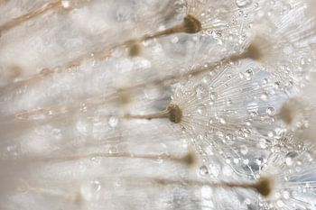 De witte pluisjes van een pluizenbol met druppeltjes water