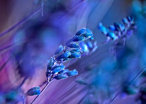 BLAUWE SPANNEN no1C-QF