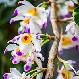 Dendrobium - Gros plan sur la fleur sur Patrick Kilb