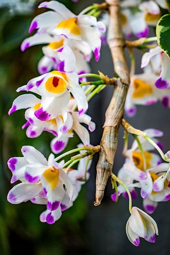 Dendrobium - Gros plan sur la fleur