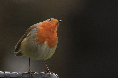 Roodborstje aan het dromen in de tuin. Balk Friesland