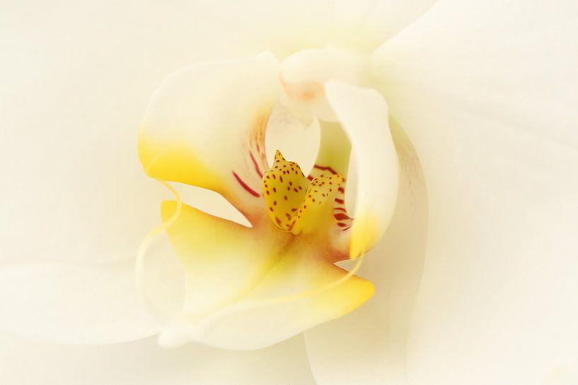 Weiße Schönheit von LHJB Photography