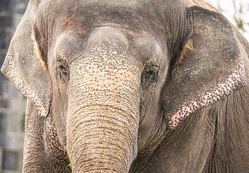 Éléphant d'Afrique sur Nicola Mathu