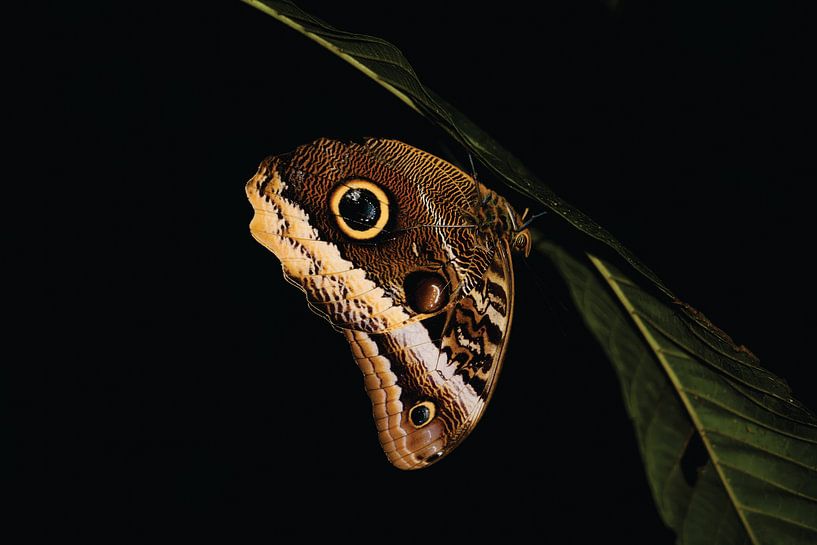 Costa Rica - Vlinder bij nacht van Timba Art