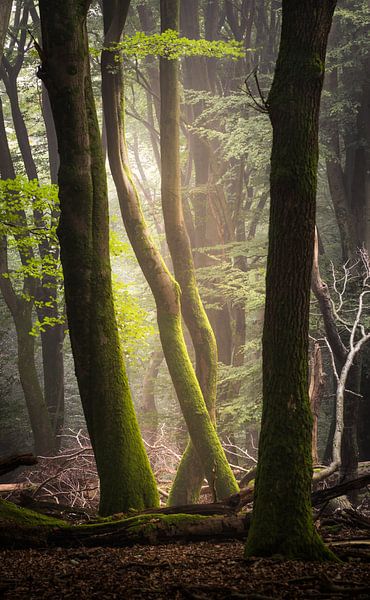 forest by Stefan Lok