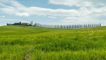 Cipressen bomen in Toscane Italie. van Menno Schaefer