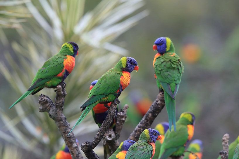 Rainbow Lorikeet, Queensland, Australie par Frank Fichtmüller