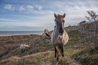 Herd of Koniks in the dunes
