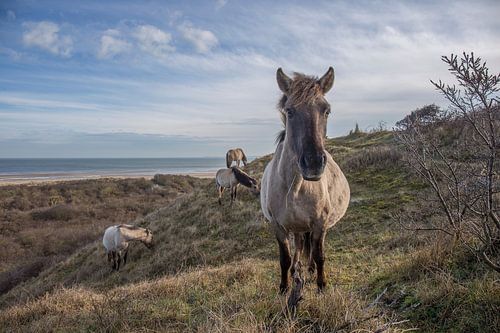 Troupeau de Koniks dans les dunes