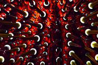 UNDERWATER ART - ZEE EGEL van LISA DC thumbnail