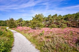 Schoorlse duinen met paarse heide en naaldbomen van eric van der eijk