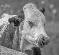 Cow tries to remove flies from his nose with his tongue.