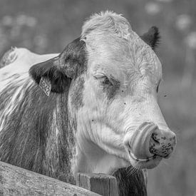 Cow tries to remove flies from his nose with his tongue. by Thea de Ruijter