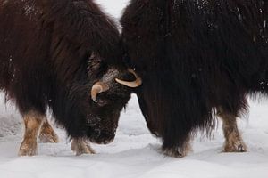 de combattre ou d'affronter un duel de géants laineux. Bête relique polaire à cornes de glace de l'è sur Michael Semenov