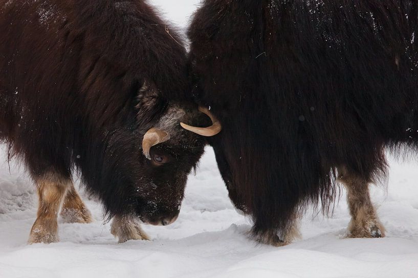 battle or butting a duel of woolly giants. Ice horned polar relic beast of the ice age hairy musk ox by Michael Semenov