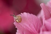 Schnecke auf Hortensienblüte