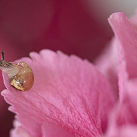 Schnecke auf Hortensienblüte von Ingrid van Wolferen