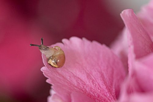Slak op hortensiabloem