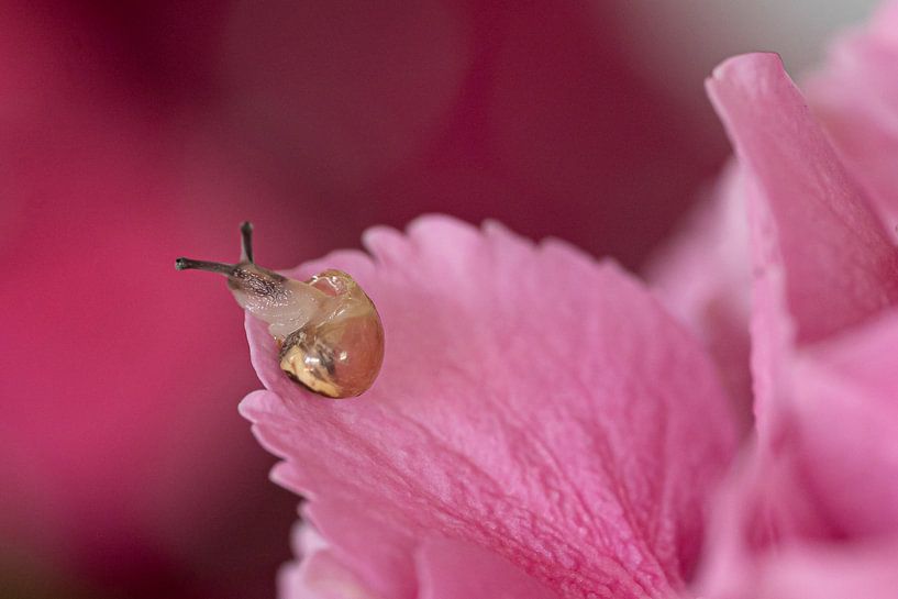 Snail on hydrangea flower by Ingrid van Wolferen