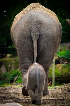 Großer und kleiner Elefant von Evert Buitendijk