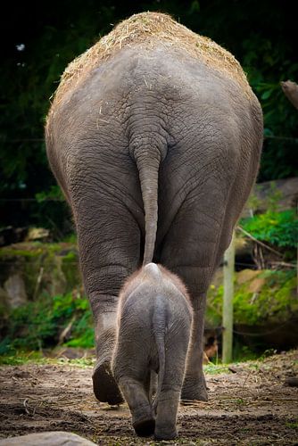 Großer und kleiner Elefant