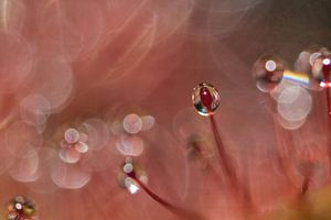 Sundew 1