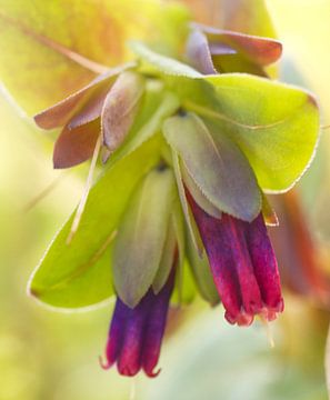 Purple Honeywort bloem van Iris Holzer Richardson