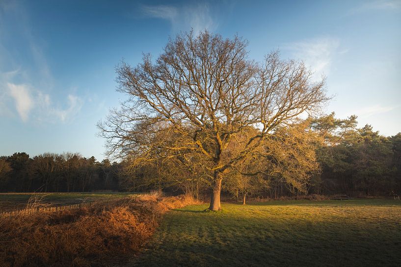 Golden Morning at the Dune Edge by Zwoele Plaatjes