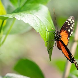 Mooi gekleurde vlinder hangend aan een groen blad. von Mariëtte Plat