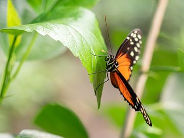 Mooi gekleurde vlinder hangend aan een groen blad. von Mariëtte Plat